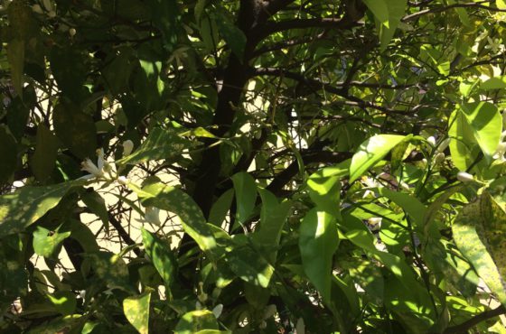 Sweet smell of Spring