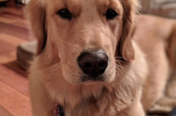 At home with the dog