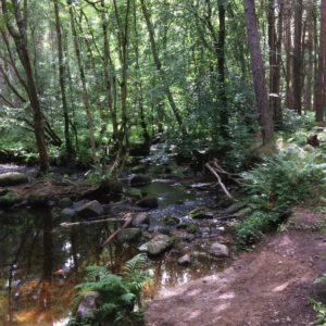 Forests around Crathes Castle