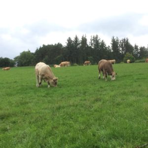The Laird's herd at Drum Castle