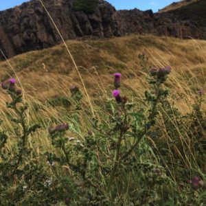 The thistles in Scotland
