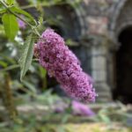 Portrait mode in Sint-Baafsabdij in Ghent, Belgium
