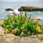 Fall colours even in Biarritz