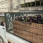 Aubergine harvest