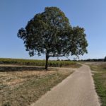 Without much company