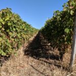 Miles upon miles of vines